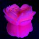 Свеча люминисцентная низкотемпературная GlowKink розовая, М