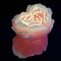 Свеча роза люминесцентная GlowKink 62 г, низкотемпературная, L, для БДСМ, оранжевая Свеча роза люминесцентная GlowKink 62 г, низкотемпературная, L, для БДСМ, оранжевая
